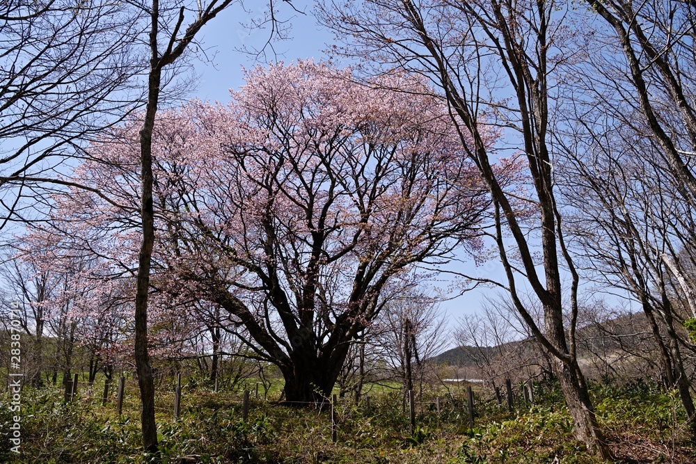 Fototapeta premium 満開の桜オオヤマザクラ