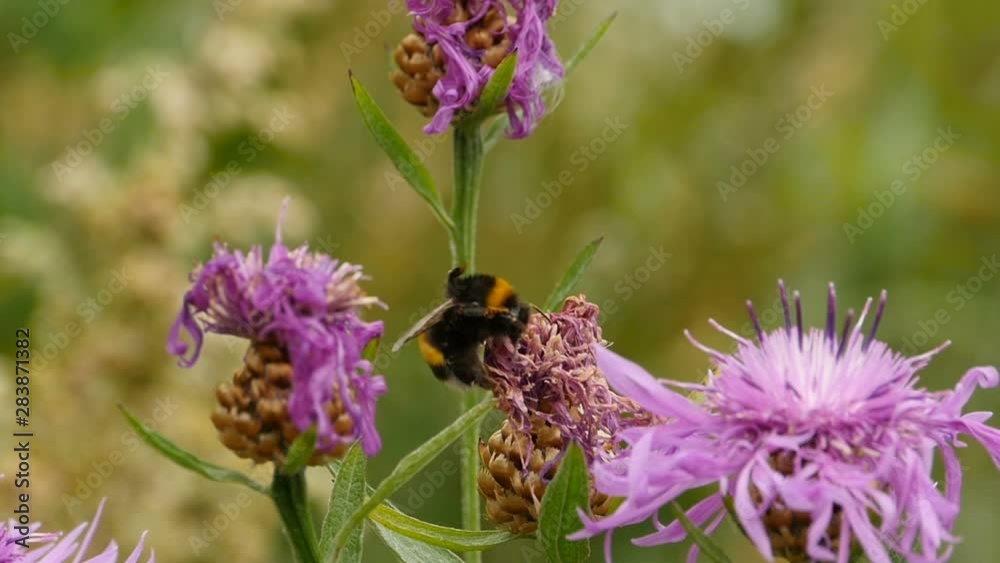 bumblebee washes its paws head off pollen bumblebee washes its paws head off pollen