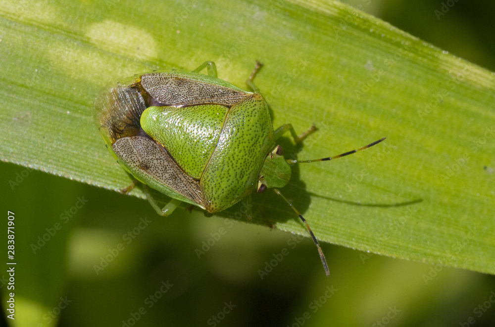 green true bug on a leaf