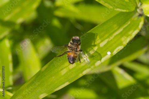 dead bee on green leaf © Hakgoo