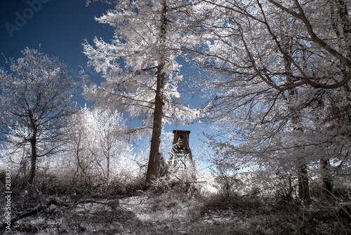 tree in the forest photo