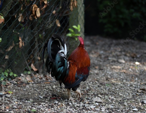 Gallo photo