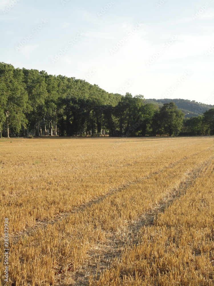field of wheat field of wheat
