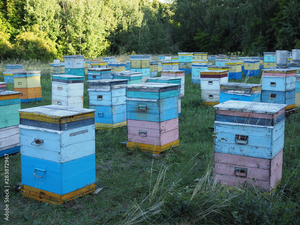 Hives in an apiary with bees flying to the landing boards. Apiculture. Hives in an apiary with bees flying to the landing boards. Apiculture.