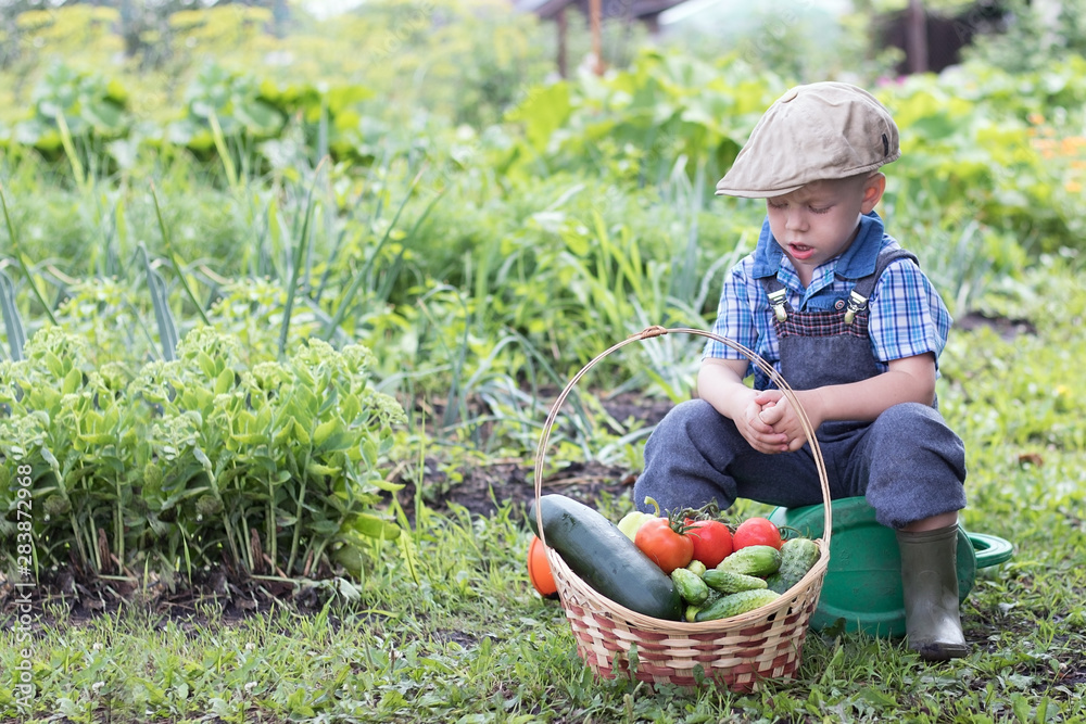 Fototapeta premium Little farm boy in the garden with a basket of vegetables. A small child sitting in the garden sitting on a watering can on a beautiful Sunny day. Boy outdoors in the garden.