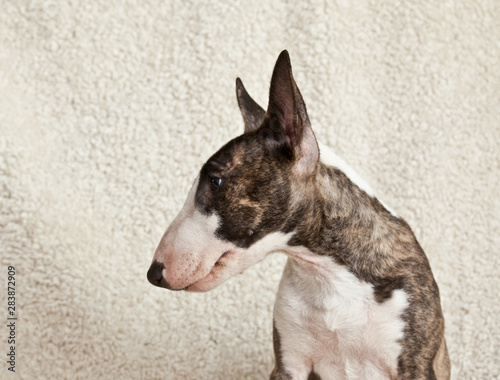 Foto Dog breed mini bull terrier portrait in profile on a fluffy white background