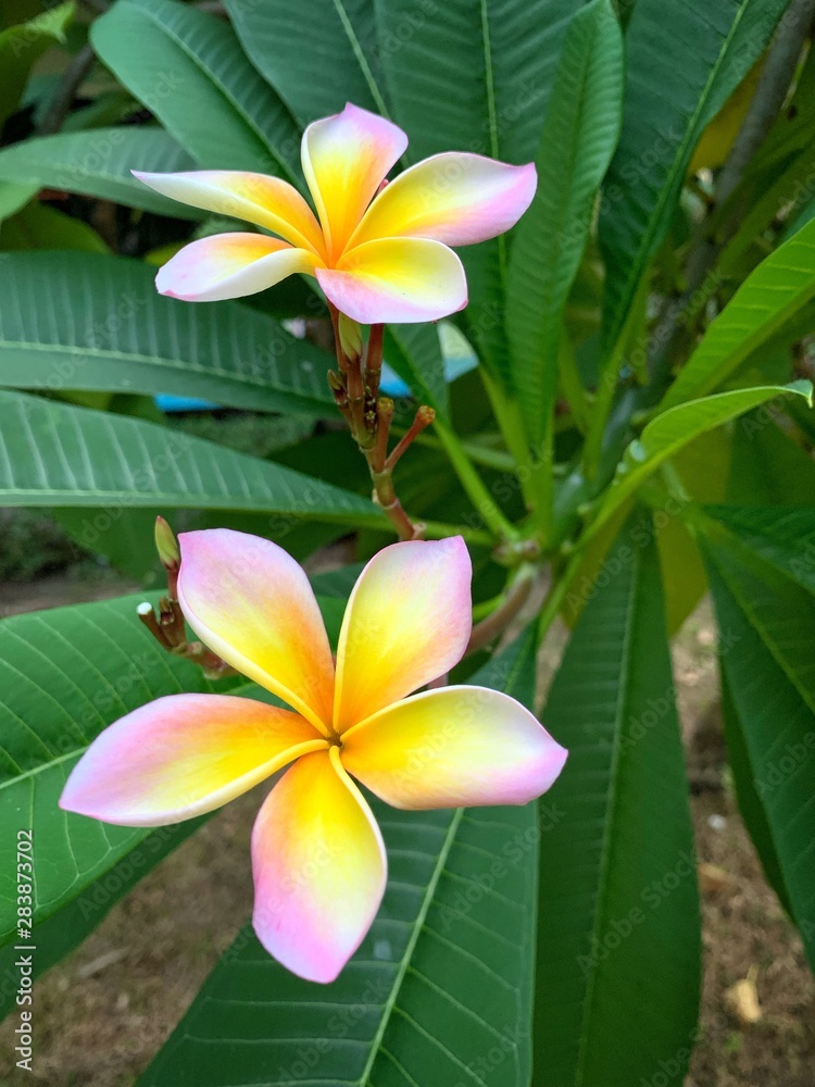 plumeria flower plumeria flower