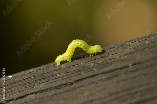 closeup of green larva on wood