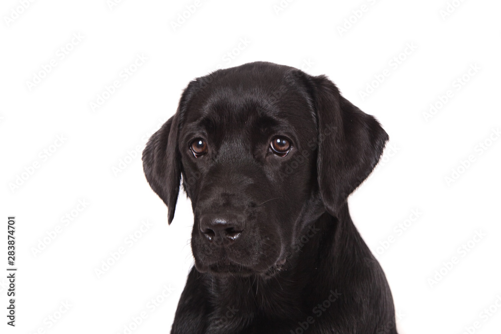 Dog breed black labrador puppy portrait on white background