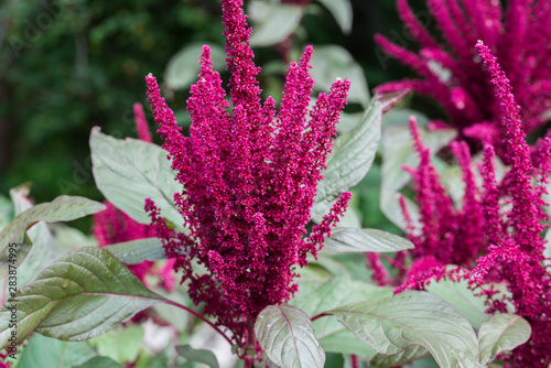 Canvastavla Amaranthus cruentus, amaranth flowers