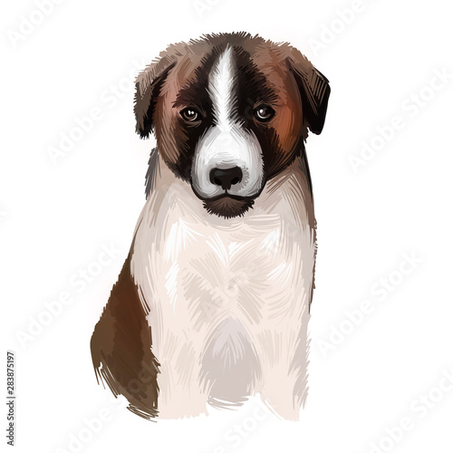 Cão de Gado Transmontano Puppy dog breed isolated on white digital art illustration. Transmontano Mastiff Transmontano Cattle Dog rare molosser working giant dog breed. Cute pet hand drawn portrait.