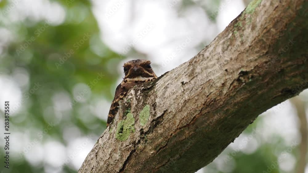 Large-tailed Nightjar - Caprimulgus macrurus nightjar in the family Caprimulgidae, found along the southern Himalayan foothills, eastern South Asia, Southeast Asia and northern Australia. Large-tailed Nightjar - Caprimulgus macrurus nightjar in the family Caprimulgidae, found along the southern Himalayan foothills, eastern South Asia, Southeast Asia and northern Australia.