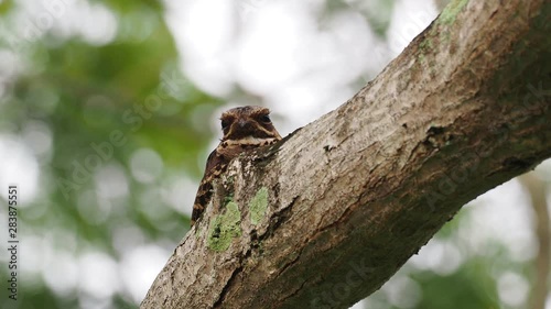 Large-tailed Nightjar - Caprimulgus macrurus nightjar in the family Caprimulgidae, found along the southern Himalayan foothills, eastern South Asia, Southeast Asia and northern Australia. photo