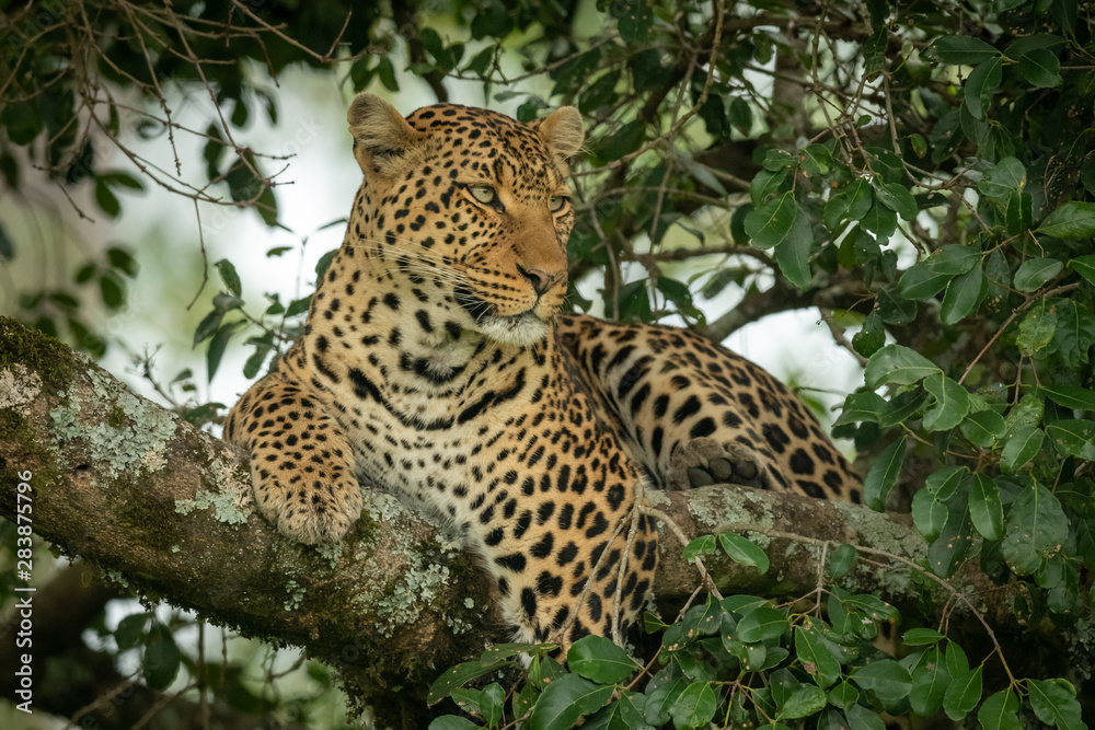 Leopard lies on branch framed by leaves Leopard lies on branch framed by leaves