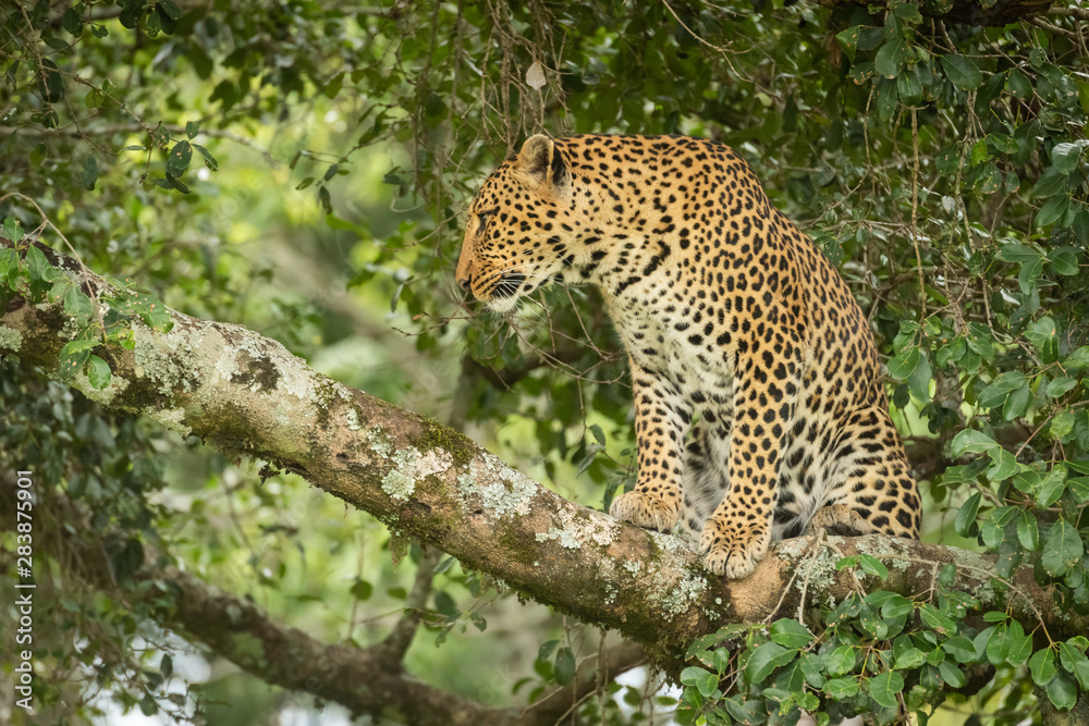 Leopard sits framed by leaves on branch Leopard sits framed by leaves on branch