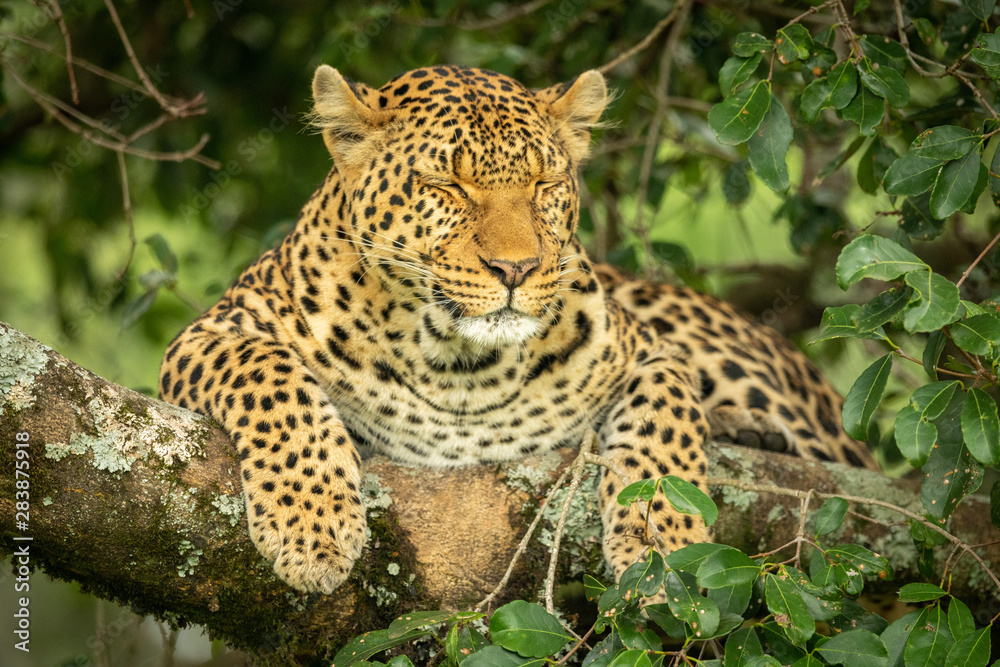 Fototapeta premium Leopard lies on branch with eyes closed