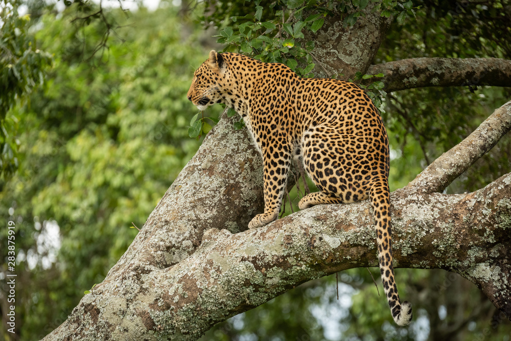 Fototapeta premium Leopard sits on lichen-covered branch looking left