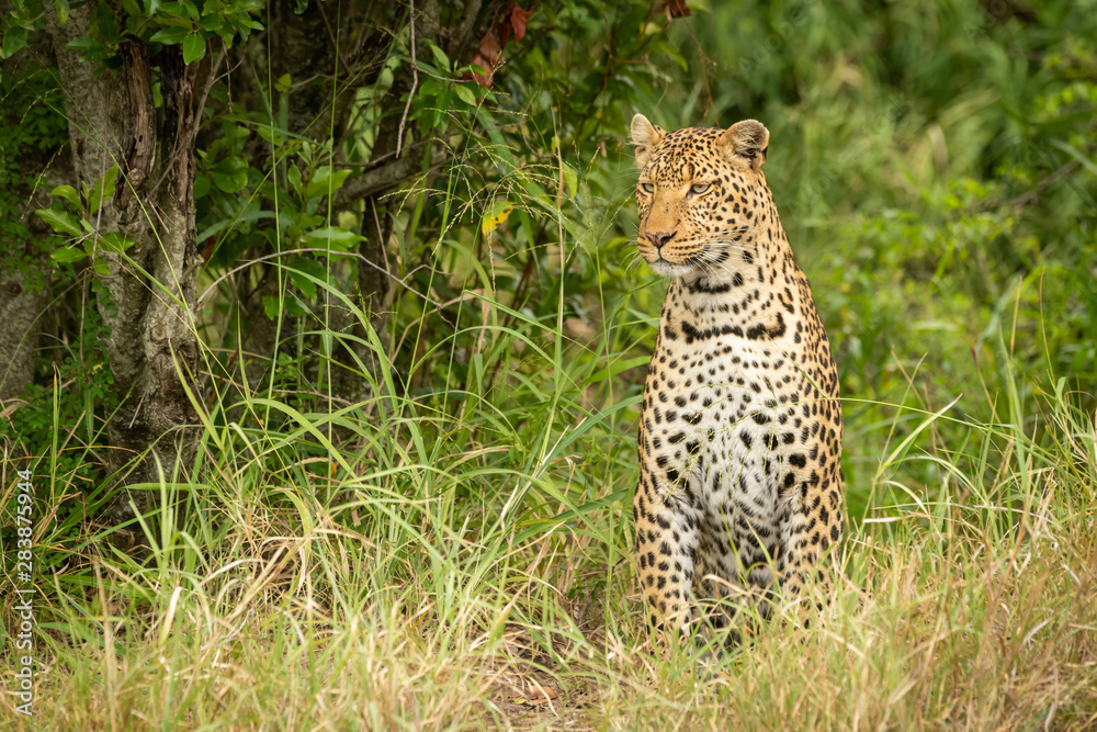 Obraz premium Leopard sits looking left in tall grass