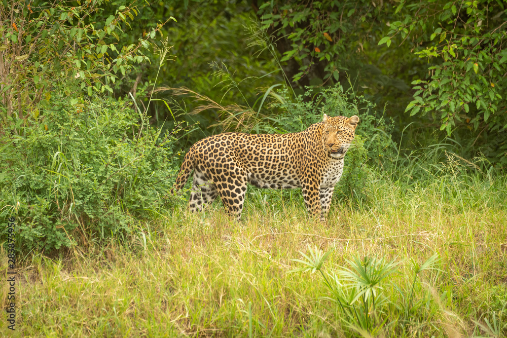 Obraz premium Leopard stands looking round with bushes behind