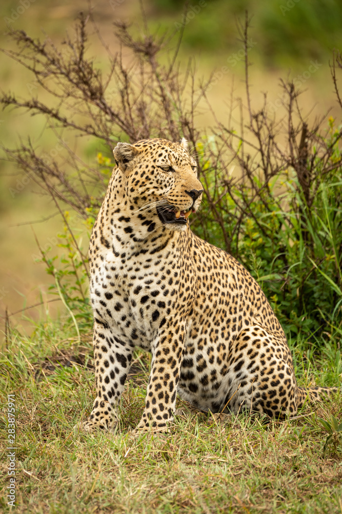 Leopard sits on grass bank looking round Leopard sits on grass bank looking round