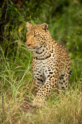 Leopard lifts paw to walk in grass