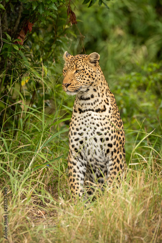 Leopard sits looking left in long grass