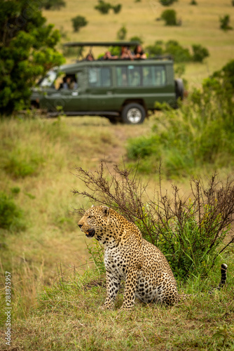Photography Leopard sits looking left with truck behind