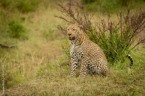Leopard sits looking left with bush behind