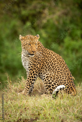 Leopard sits on grass bank looking back