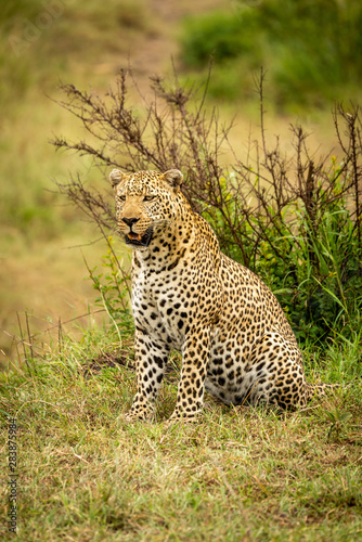 Leopard sits looking ahead on grass bank