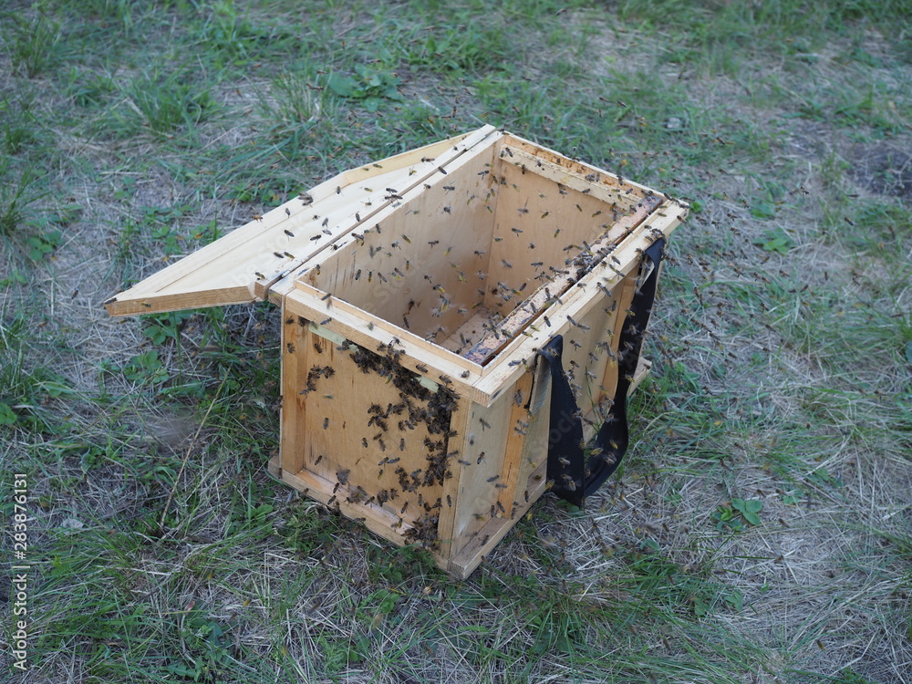 temporary portable small wooden beehive with bees. bees are looking for their cell temporary portable small wooden beehive with bees. bees are looking for their cell