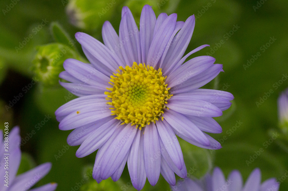 Fototapeta premium violet daisy flower in autumn