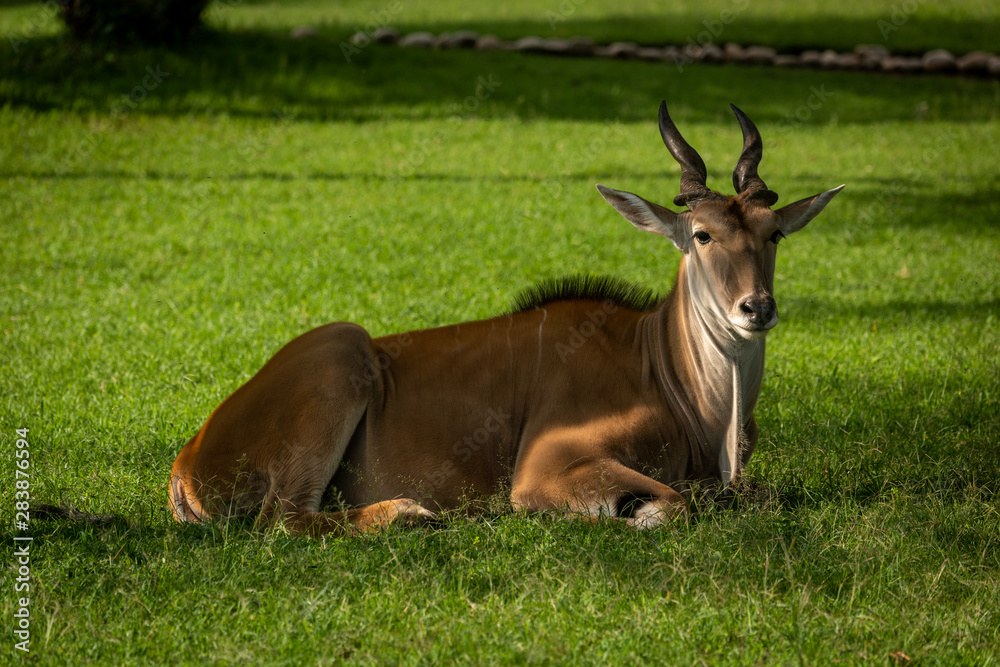 Common eland in dappled sunshine eyeing camera Common eland in dappled sunshine eyeing camera