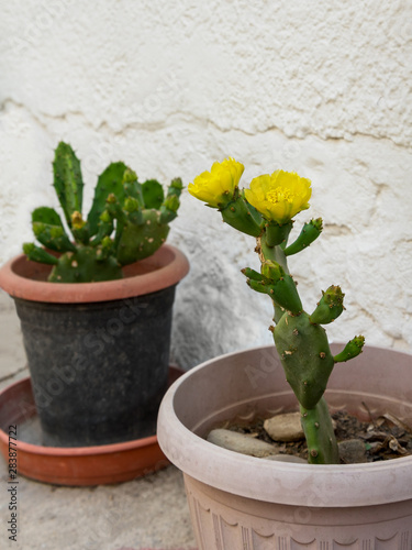 Two growing cactus.