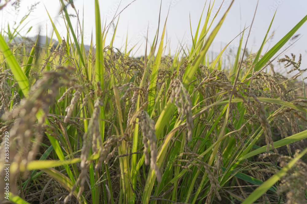 Rice of good harvest,Osaka japan. Rice of good harvest,Osaka japan.