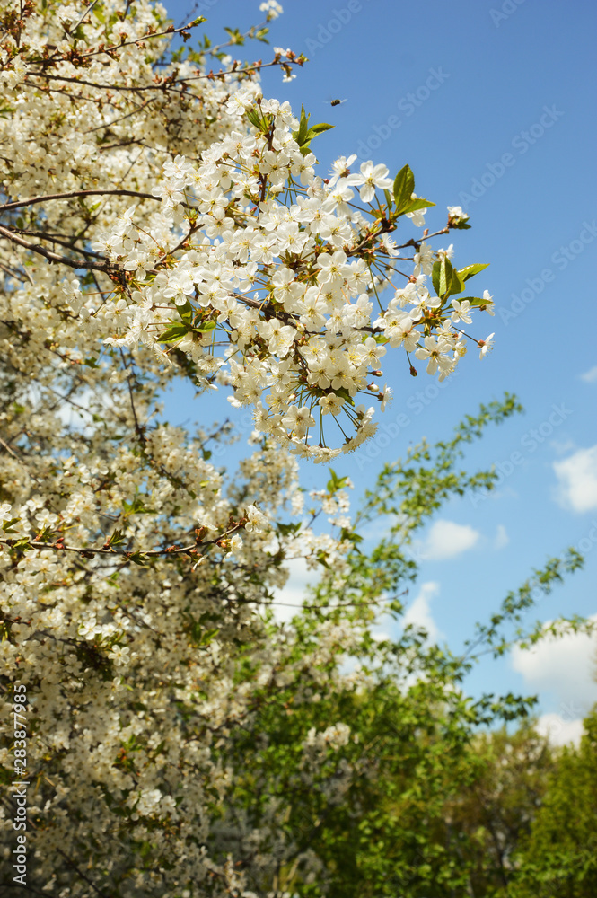 Fototapeta premium white flower. beautiful flowering tree, small buds. branches against the blue sky. white cloud.