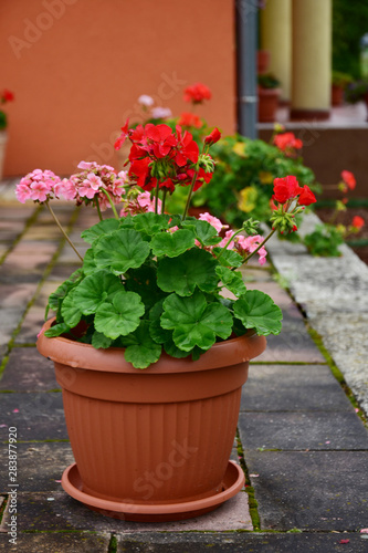 Beautiful flowering geraniums in a pot, terrace decoration.