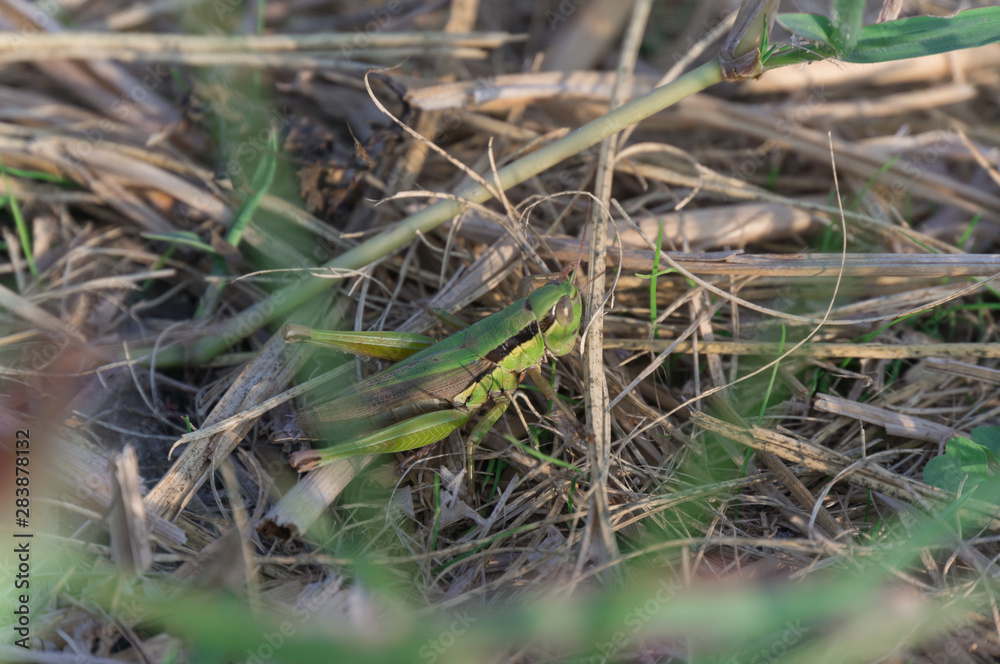 Locust lurking in rice, Hirakata City, Osaka. Locust lurking in rice, Hirakata City, Osaka.