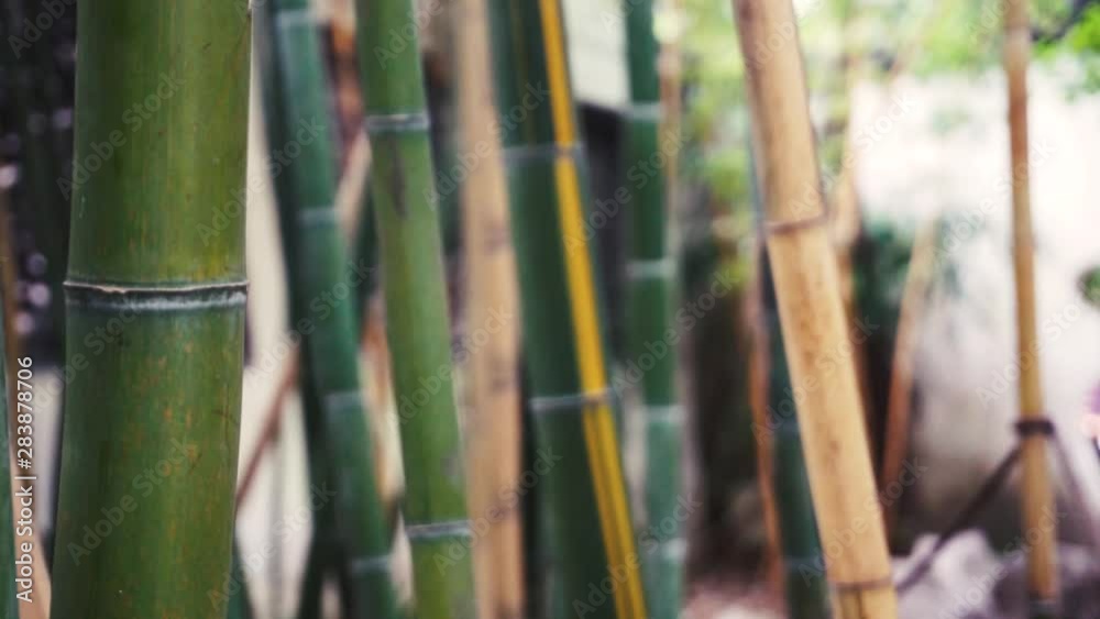 Bamboo in the wind in Jadebuddha tempel shanghai