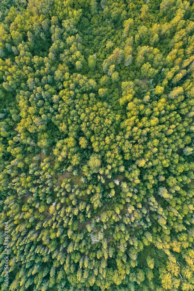 Overhead aerial drone shot of a thick beautiful forest during sunny daytime