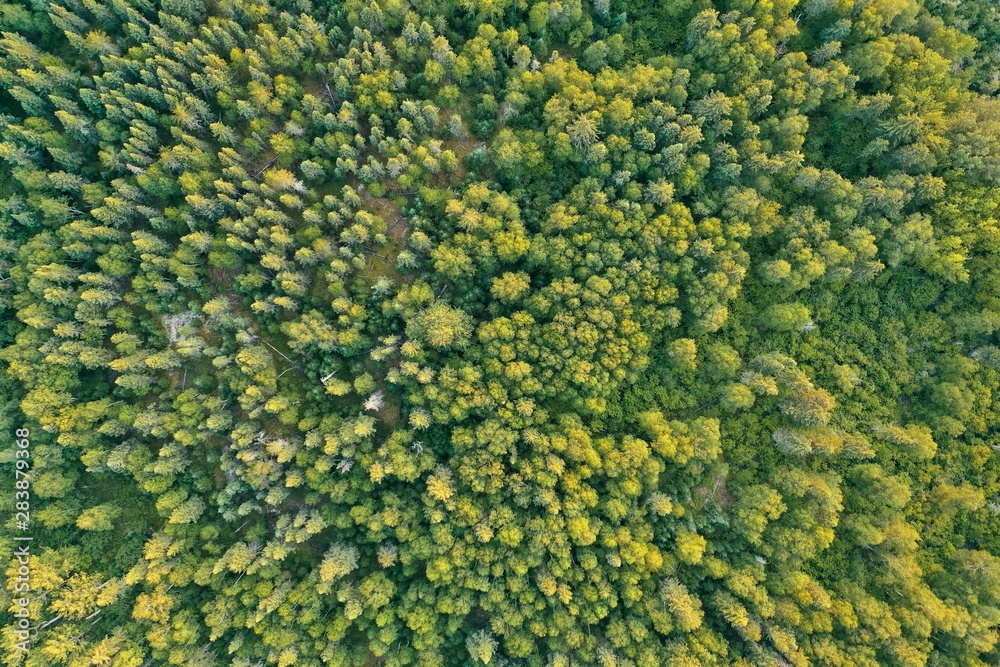 Overhead aerial drone shot of a thick beautiful forest during sunny daytime