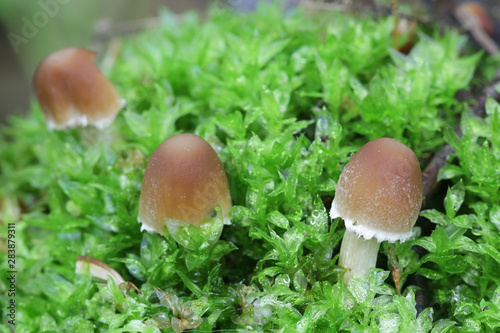 Psathyrella candolleana, known as pale brittlestem mushroom or common psathyrella, young specimens growing wild in Finland