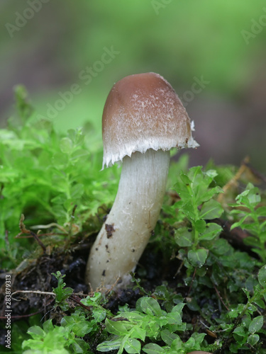 Psathyrella candolleana, known as pale brittlestem mushroom or common psathyrella, young specimens growing wild in Finland photo