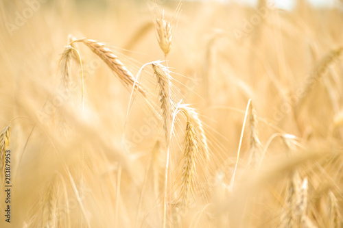 Wheat field. Ears of golden wheat close-up. Beautiful nature . Rural landscape under the shining sunlight. Background of ripening wheat field ears. The concept of a rich harvest. blurred background