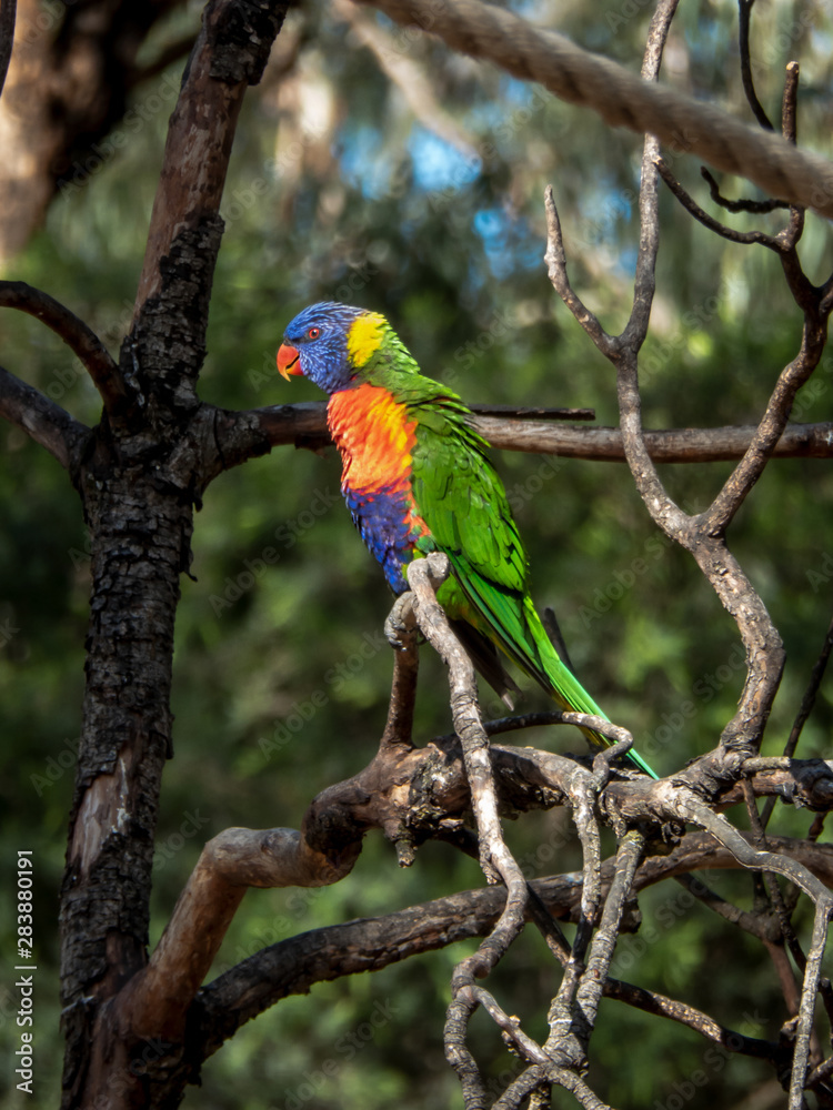 Rainbow Lorikeet