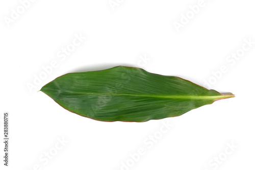 Ti plant or Cordyline fruticosa leaves, Colorful foliage, Exotic tropical leaf, isolated on white background