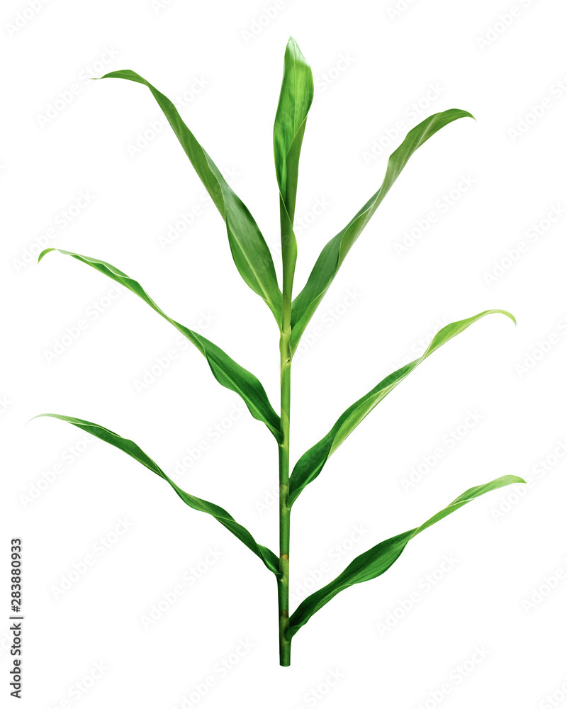 Obraz premium Ginger lily (Hedychium coronarium) leaf and tree