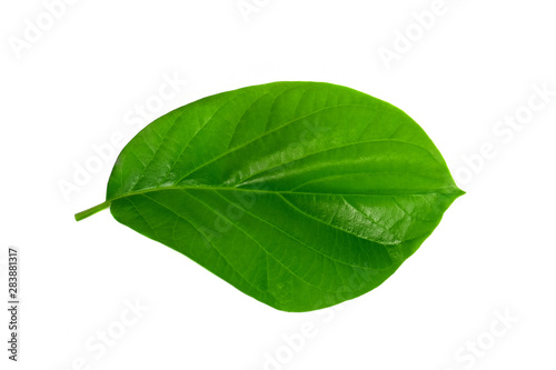 Tropical green leaf on white background