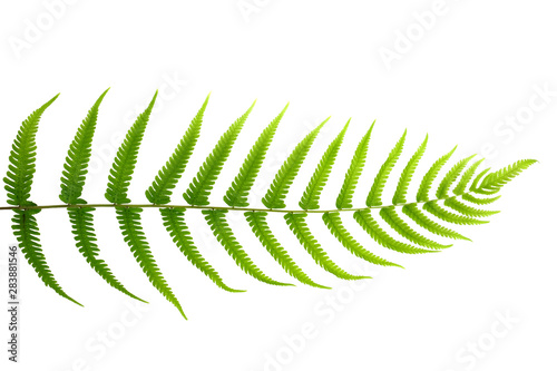 Fern leaf isolated on white background, Ornamental foliage,Green tropical leaves.