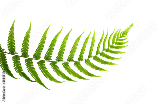Fern leaf isolated on white background  Ornamental foliage Green tropical leaves.